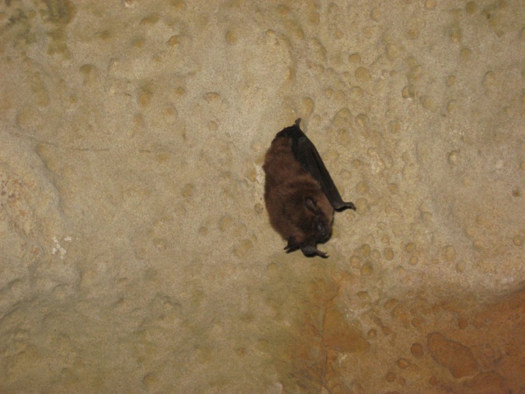 Dark Danger: Bats are part of Halloween fun but a hazard lurks in caves ...